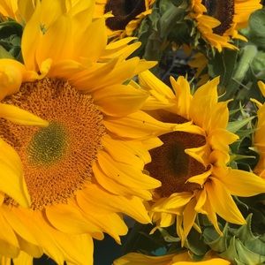 Meet your Posher, Lyn